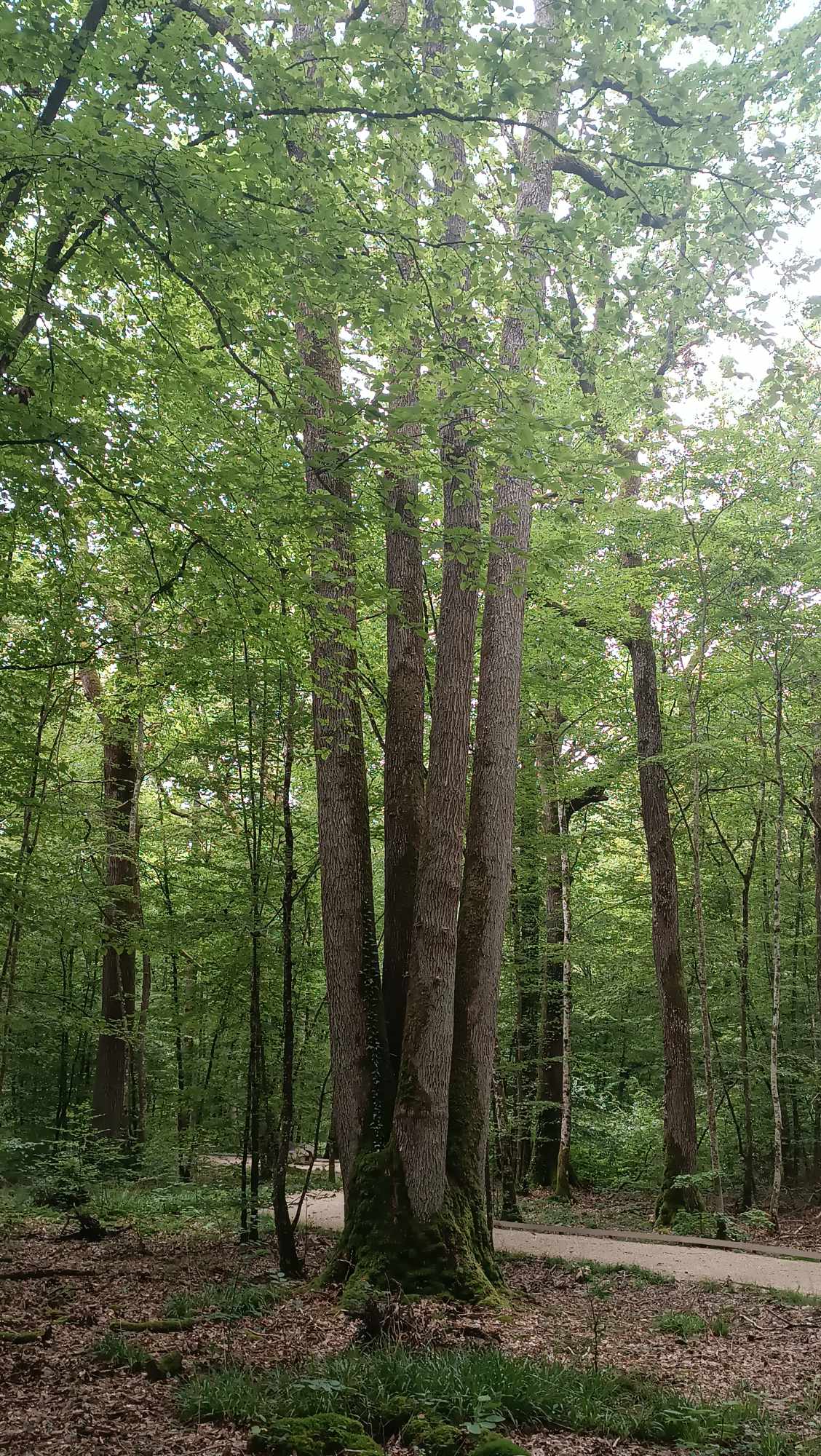 Arbres remarquables sur le sentier du Palais du roi Chêne 0